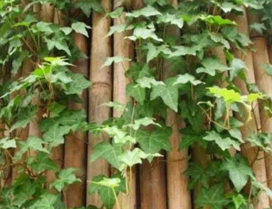 常春藤的水培方法，四個步驟讓你的常春藤郁郁蔥蔥