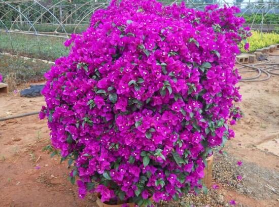 三角梅多久澆一次水，三角梅澆水方法