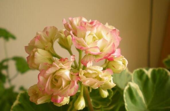 天竺葵的扦插方法，合理的選擇插條最重要