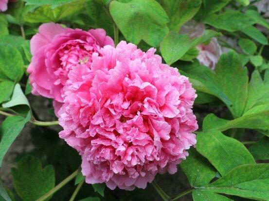 牡丹花的特點(diǎn)是什么，細(xì)數(shù)牡丹花六大特點(diǎn)