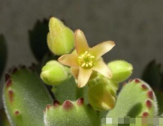 熊童子葉子發(fā)軟怎么辦，總結(jié)最實(shí)用三種解決方法