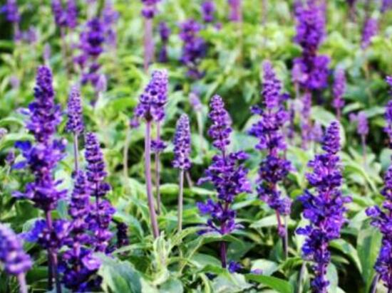 薰衣草怎么澆水，薰衣草多久澆一次水/三天澆一次