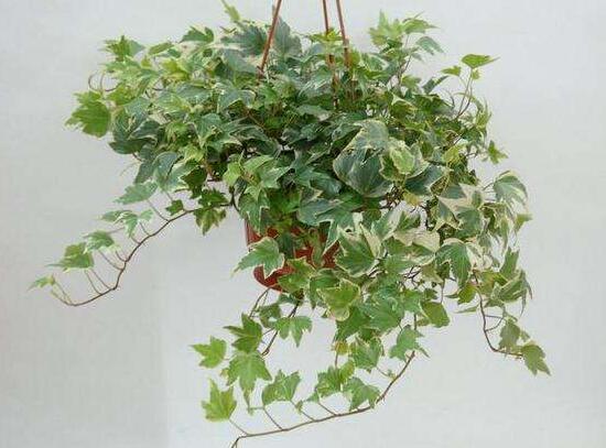 常春藤怎么澆水，常春藤多久澆一次水