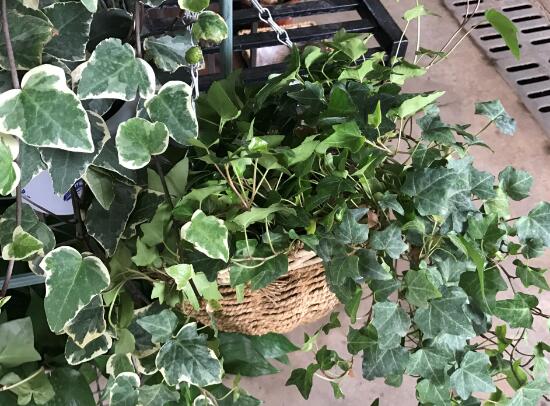 常春藤怎么養(yǎng)長得快，常春藤的養(yǎng)殖方法