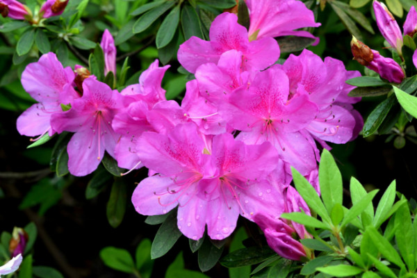 春天開(kāi)的常見(jiàn)的花，迎春花/桃花/杜鵑花/春蘭等