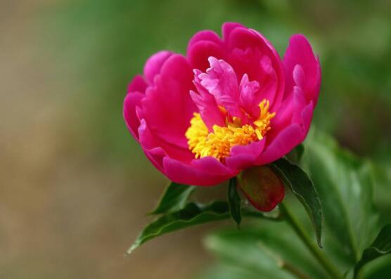 芍藥花什么時候開，每年4-6月就會含苞盛開