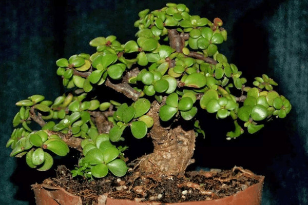 馬齒莧樹怎么修剪，春秋兩季修剪最為合適