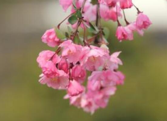 臭海棠花的養(yǎng)殖方法，老農(nóng)總結(jié)簡單實(shí)用七個養(yǎng)殖技巧