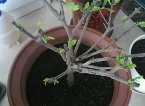 梔子花爛根還能活嗎，梔子花爛根怎么辦