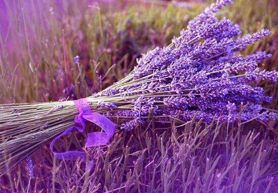薰衣草怎么養(yǎng)比較好，薰衣草的養(yǎng)殖方法