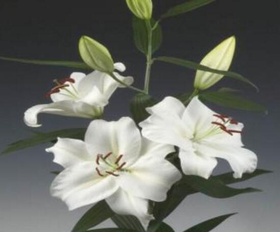 百合花花期多久，百合花開花后怎么處理/施肥澆水養(yǎng)護