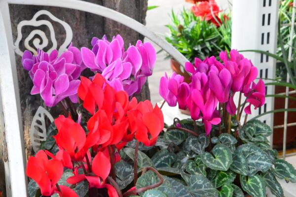 仙客來葉子發(fā)黃莖變軟，找出問題的原因并及時(shí)補(bǔ)救