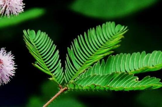 含羞草有什么功能，趣味性十足、預(yù)測(cè)天氣、凈化空氣