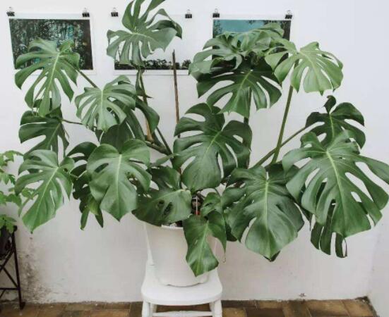 龜背竹的修剪方法圖解，主要以整株、枝頂、整修修剪為主