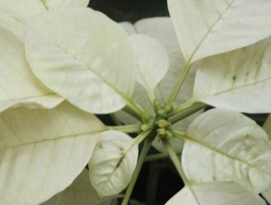 品紅種類有多少，一品紅種類大全(圖片)