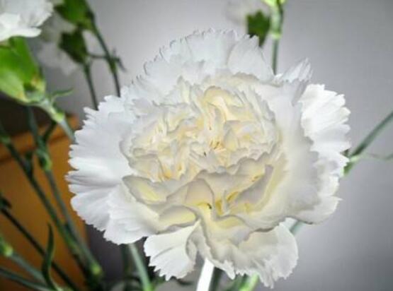 好看的康乃馨的圖片欣賞，祝母親永遠健康長壽、福如東海