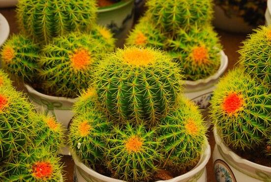 仙人球爛了怎么辦，及時修剪爛根、消毒/保持通風(fēng)透氣