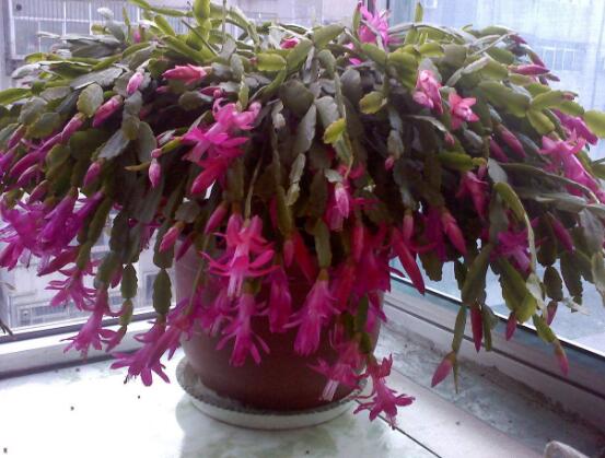 蟹爪蘭不開花怎么辦，做好六個要點花開爆盆