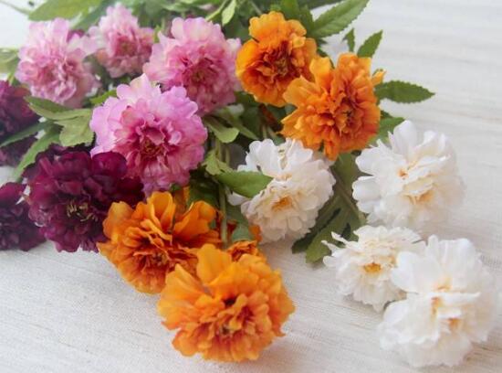 康乃馨爛根還能活嗎，康乃馨爛根怎么辦