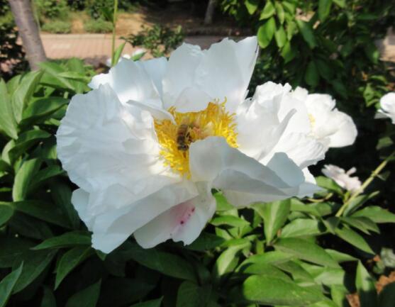 芍藥花幾年開花，每年只含苞盛放一次(花期5-6月)