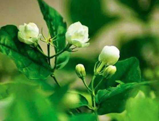 茉莉扦插生根最快方法，排水透氣土壤/一年生健壯10厘米枝條