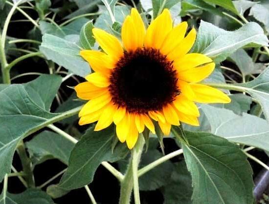 向日葵什么時候播種，向日葵繁殖方法