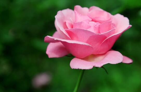 月季花春季管理方法，5個方面進行科學管理