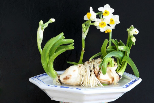 水仙不開花怎么辦，加強(qiáng)光照并控制溫度