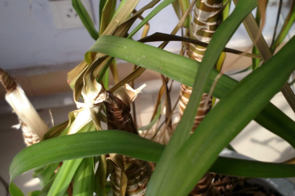 龍血樹葉子發(fā)黃怎么辦，增加光照/調(diào)節(jié)水分/提升室溫等