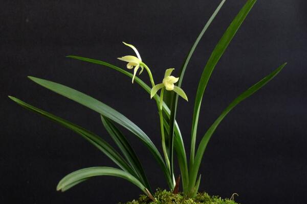 蘭花的品種有哪些，中國(guó)5大蘭花品種