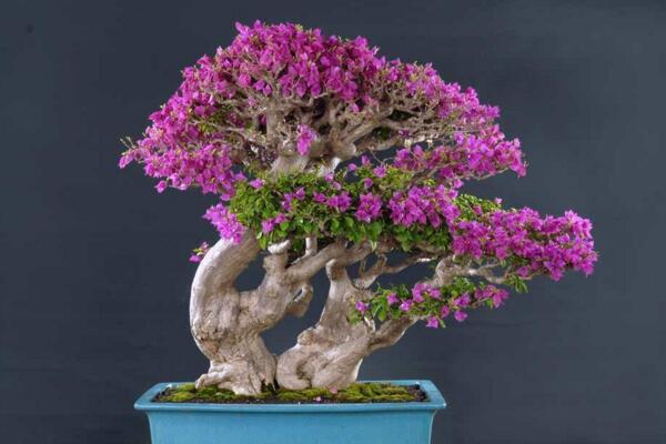 三角梅的修剪與造型，修剪要點以及造型方法