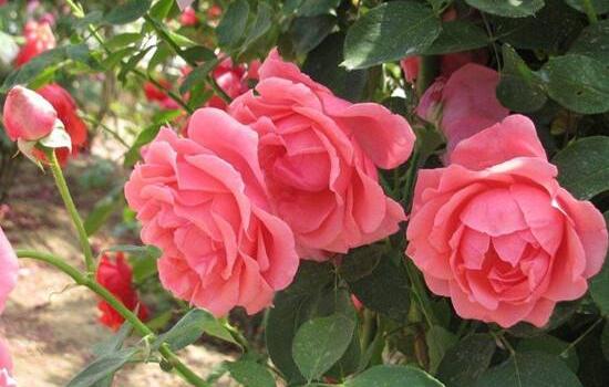 月季花怎么澆水，月季花的澆水方法