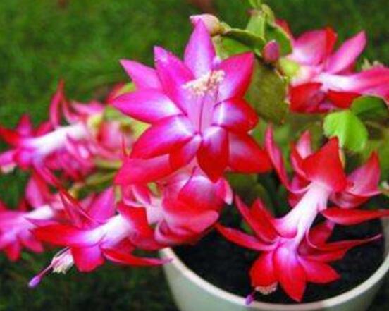 蟹爪蘭不開花怎么辦，做好六個要點花開爆盆