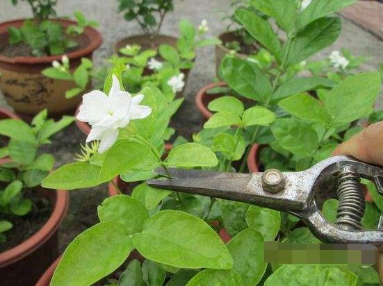 茉莉的修剪方法，教你兩種簡單易學(xué)的操作方法(生長期與休眠期)