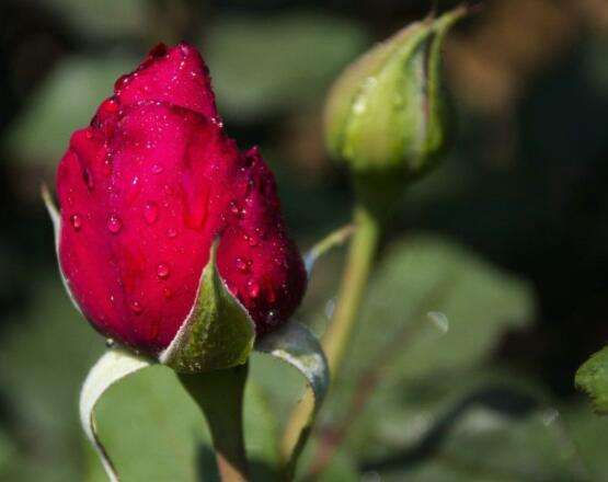 玫瑰花語(yǔ)有哪些，代表著我愛你(濃濃的愛情)