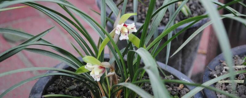 北方適合養(yǎng)的蘭花品種
