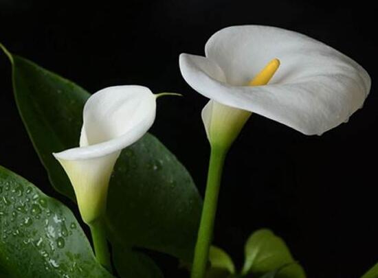 馬蹄蓮花語是什么，馬蹄蓮的寓意歌頌友情之美