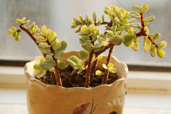 雅樂之舞為什么不粉了，雅樂之舞不粉的4種原因