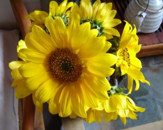 向日葵葉子枯萎是為什么，向日葵花蔫了怎么辦