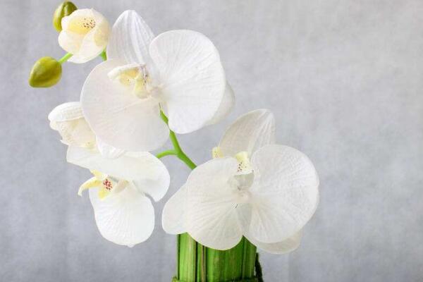 蝴蝶蘭怎么多開(kāi)花,學(xué)會(huì)四個(gè)要點(diǎn)花開(kāi)爆盆