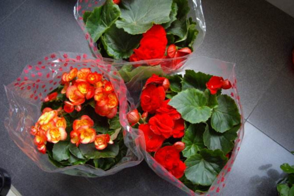 麗格海棠花期多久，在每年冬、春兩季開花