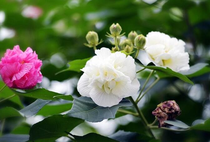 芙蓉花怎么修剪，春天和秋天剪是最好的