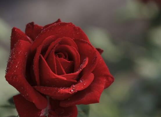 玫瑰花中藥功效與禁忌，具有調(diào)經(jīng)止痛/便秘患者、孕婦禁用