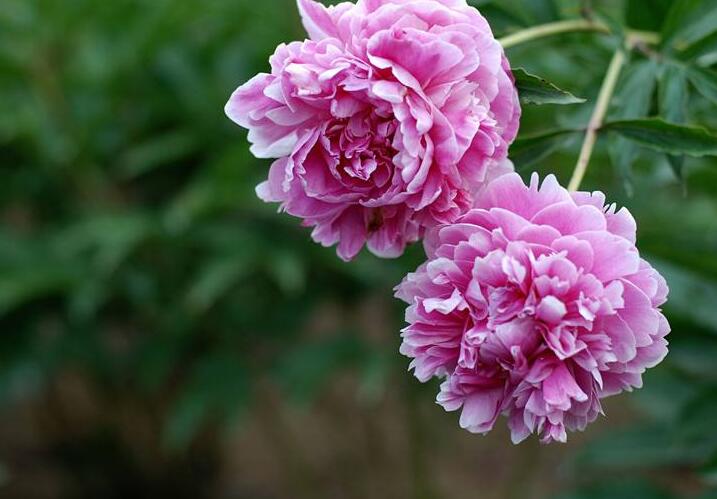 芍藥花籽的種植方法，要及時(shí)的進(jìn)行播種