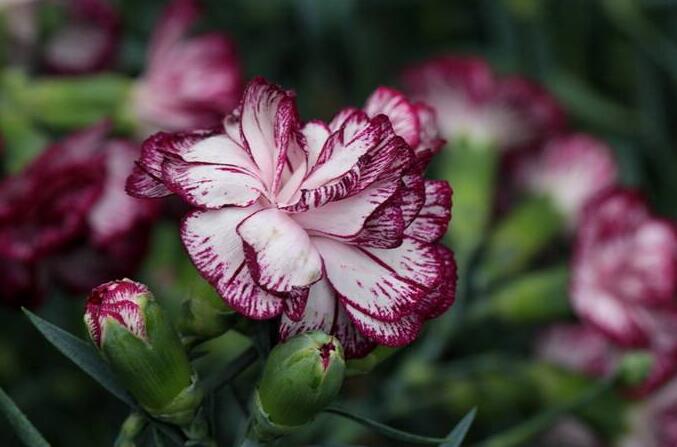 康乃馨的作用與功效，不光可以送人并且還有著很高的藥用價(jià)值