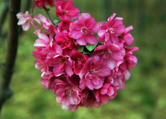 海棠花花語是什么，海棠花為什么叫斷腸花