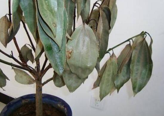 平安樹爛根怎么辦，平安樹爛根處理方法