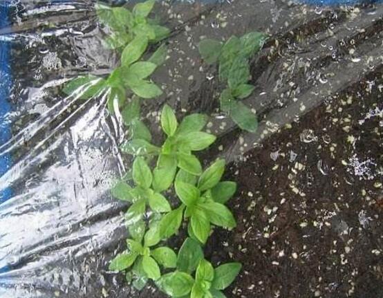 牽?；ㄔ趺辞げ?，牽牛花扦插方法