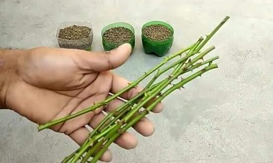 薔薇花的扦插方法，薔薇花扦插五個(gè)簡(jiǎn)單步驟