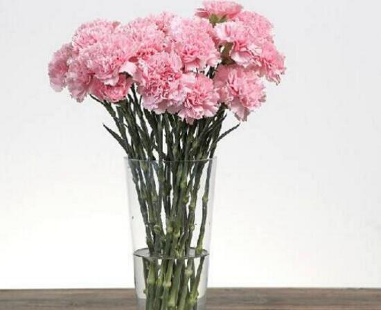 康乃馨怎么水養(yǎng)，康乃馨水培生根步驟圖